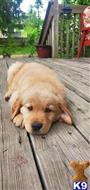 golden retriever puppy posted by Loraine Marlatt